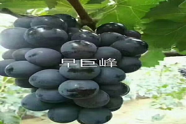 葡萄苗