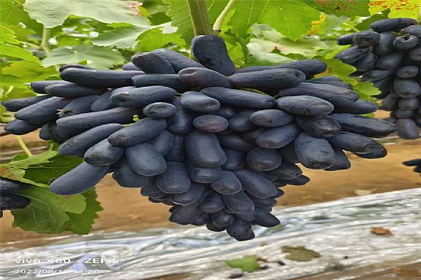 果樹,樹苗,低溫,技術