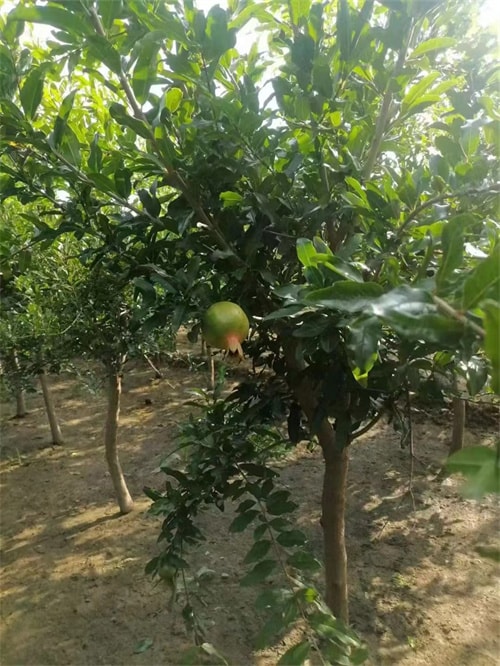 軟籽石榴