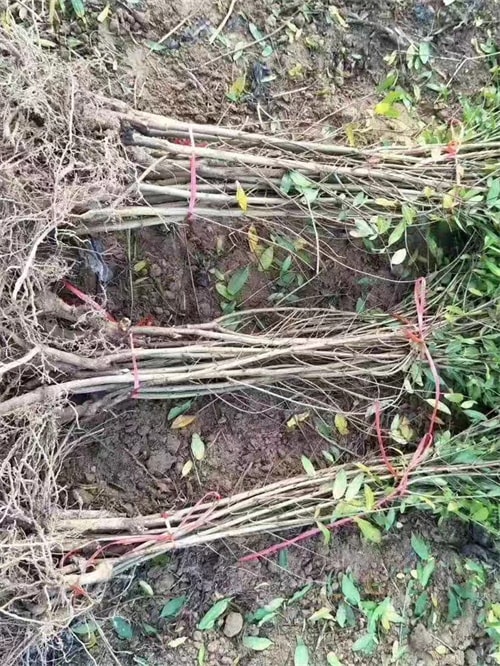軟籽石榴